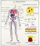 ancienne affiche scolaire nathan ⭐️ FORMAT STANDARD FACILE A ENCADRER: Facile à encadrer, le format A3+ (32 x 45 cm) tient dans les cadres standard du marché. Voilà le tableau parfait pour égayer vos murs.