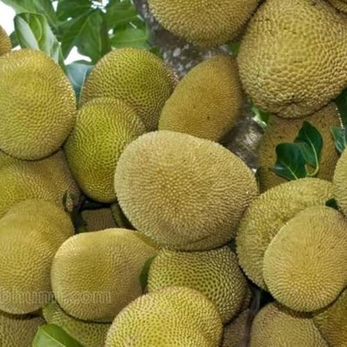 ചക്കപ്പുഴുക്കും ചക്കവരട്ടിയതും ചക്കയപ്പവും; രുചിയുടെ മായികലോകം തീര്&zwj;ക്കുന്ന ചക്ക രുചികള്&zwj;|Jack fruit Dishes|