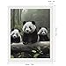 5D Diamond Painting Kits for Adult, Cute Panda Diamond Art Kits for Beginners Fun DIY Crafts Round Diamond Art Canvas Home Wall Decor 16