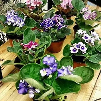 Four African Violet Plants - Worlds Best Blooming House Plant by JMBAMBOO