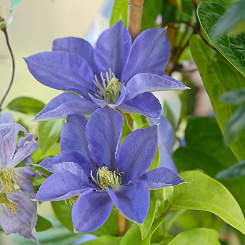 Thompson & Morgan Hardy Perennial Clematis ‘Fujimusume’ Flowering Climber, Potted Garden Plants Ideal for Cottage Gardens, Walls, Fences, Patio and Containers (1 x 2 Litre Pot)