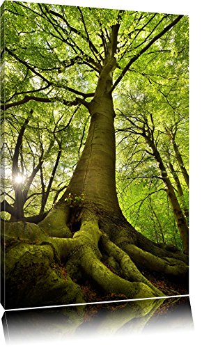 Pixxprint Riesiger Baum im Dschungel, Größe: 100x70cm, Leinwandbild, fertig gespannt, Wandbild, Dekoration, Kunstdruck, kein Poster Pixxprint Riesiger Baum im Dschungel, Größe: 100x70cm, Leinwandbild, fertig gespannt, Wandbild, Dekoration, Kunstdruck, kein Poster