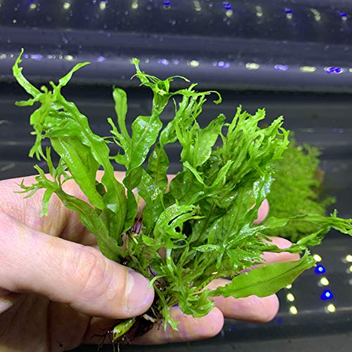 NUOHENG Java Fern