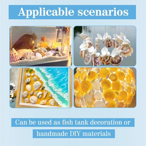 DINGFENG 70 Muscheln zum Basteln, Groß Gemischte Strandmuscheln, 3–9cm Natürliche Bunte Muscheln Deko zum Basteln 8-10 Stile, für DIY, Maritime Stranddeko, Hochzeit, Kerze Herstellung, Aquarium & So