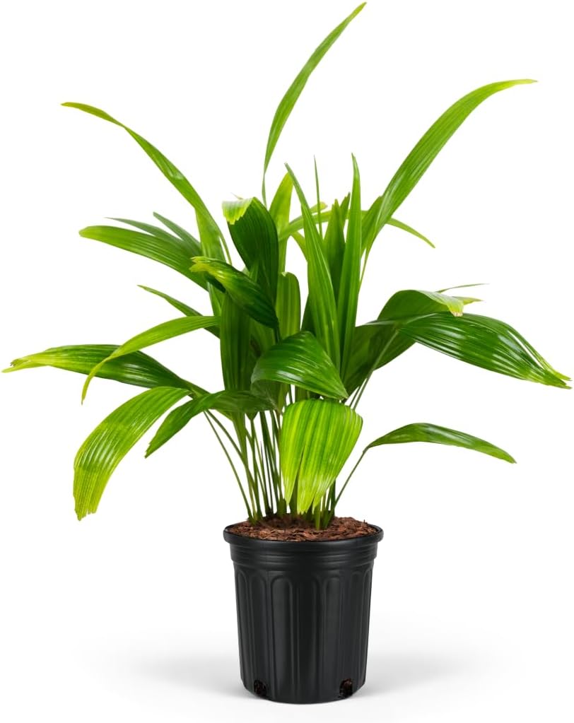 Chinese Fan Palm Tree, Livistona chinensis - Tropical Indoor/Outdoor Live Tree, Exotic Houseplant with Large Fan-Like Leaves, Low Maintenance Garden and Patio Accent (6in Pot; 20-24in)