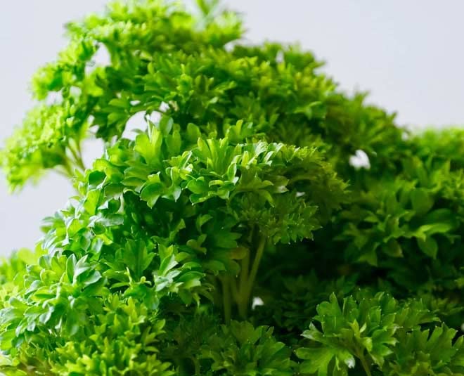 Flora Seeds Parsley Green Seeds for Planting winter (B0BSPYX621) Amazon Price History, Amazon Price Tracker