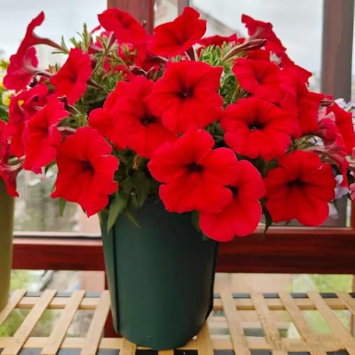 hängepetunien samen, petunien samen hängend topfpflanzen bodendecker kübelpflanze exotische samen, stauden Petunie Zierblumen hängepflanzen petuniensamen, balkonblumen pflanzensamen 80pcs