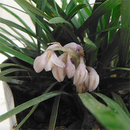 Amazon.co.jp: リュウノヒゲ：玉竜（タマリュウ・ギョクリュウ） 2.5号