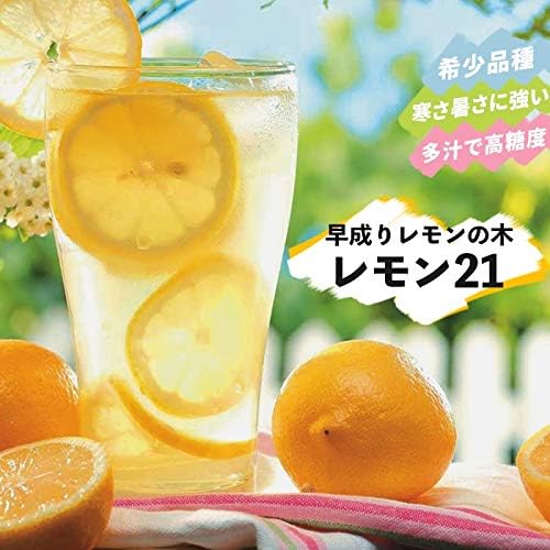 Amazon 果樹苗 柑橘 レモン 苗木 早成りレモン レモン21 5号鉢 2年物 果樹苗木 常緑樹 レモンの木 果物