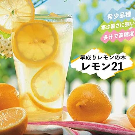 果樹苗 柑橘 レモン 苗木 早成りレモン レモン21 5号鉢 2年物 果樹苗木 常緑樹 レモンの木