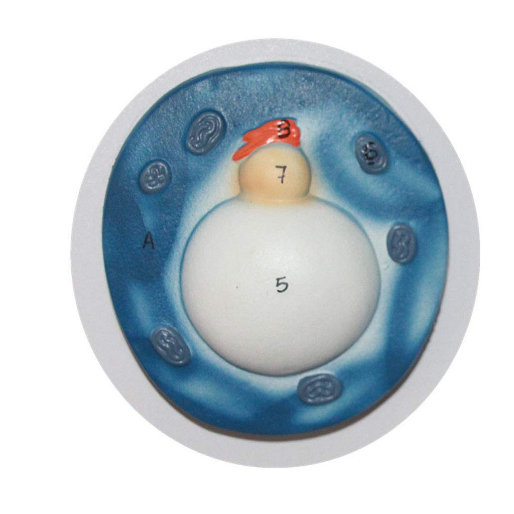 sjdoPulse Human Sperm Development Process Model - Male Reproduction Scientific Anatomical Model Human Anatomy Science Models - for Medicine Education Training Aid