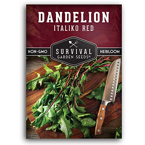 Survival Garden Seeds - Italiko Red Dandelion Seed For Planting - Packet With Instructions To Plant And Grow Nutritious Italian Chicory Greens In Your Home Vegetable Garden - Non-Gmo Heirloom Variety #TOP29