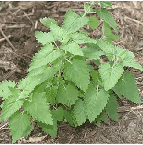 CATNIP Live Plant - 2 Live Plants Fit 3.5" Pot