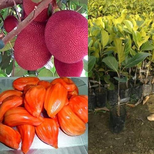 Image of G- All-Time 12 Months Hybrid (GRAFTED) Live Fruit Plant Original & Authentic Organic Tree for Outdoor Fast-Growing Fruit Plant Home Gardens Sweet Healthy Plant Pack Of-1 (Red Jackfruit Plant, Medium)
