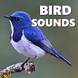  Singing Birds