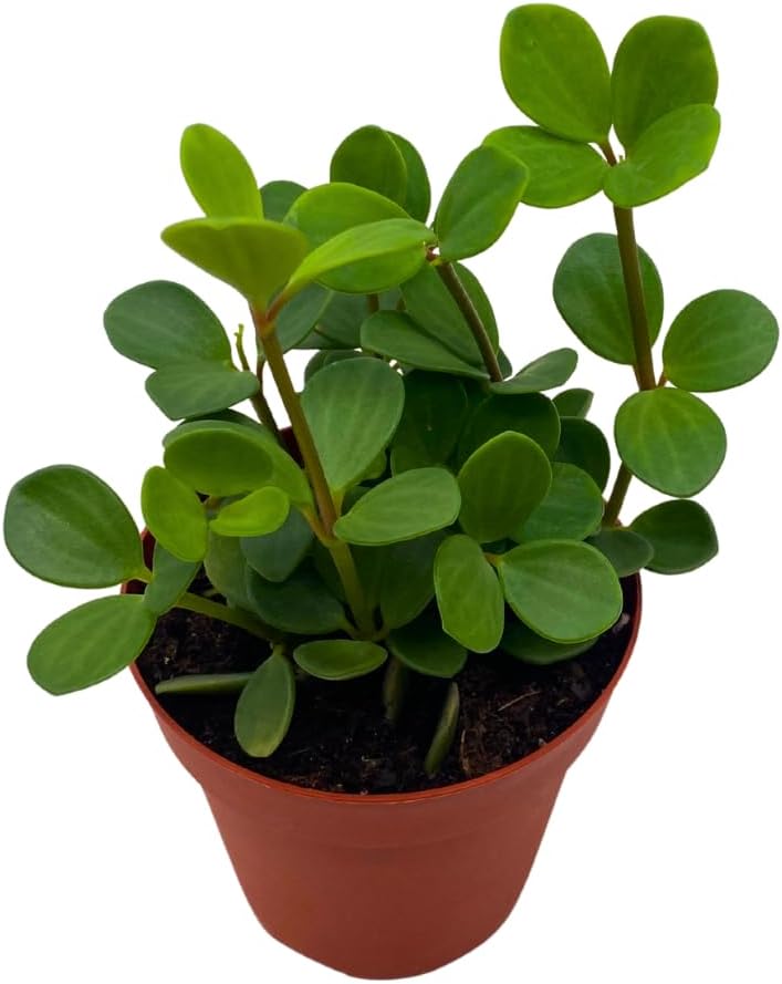 BubbleBlooms Peperomia Hope in a 4 inch Pot rotundifolia