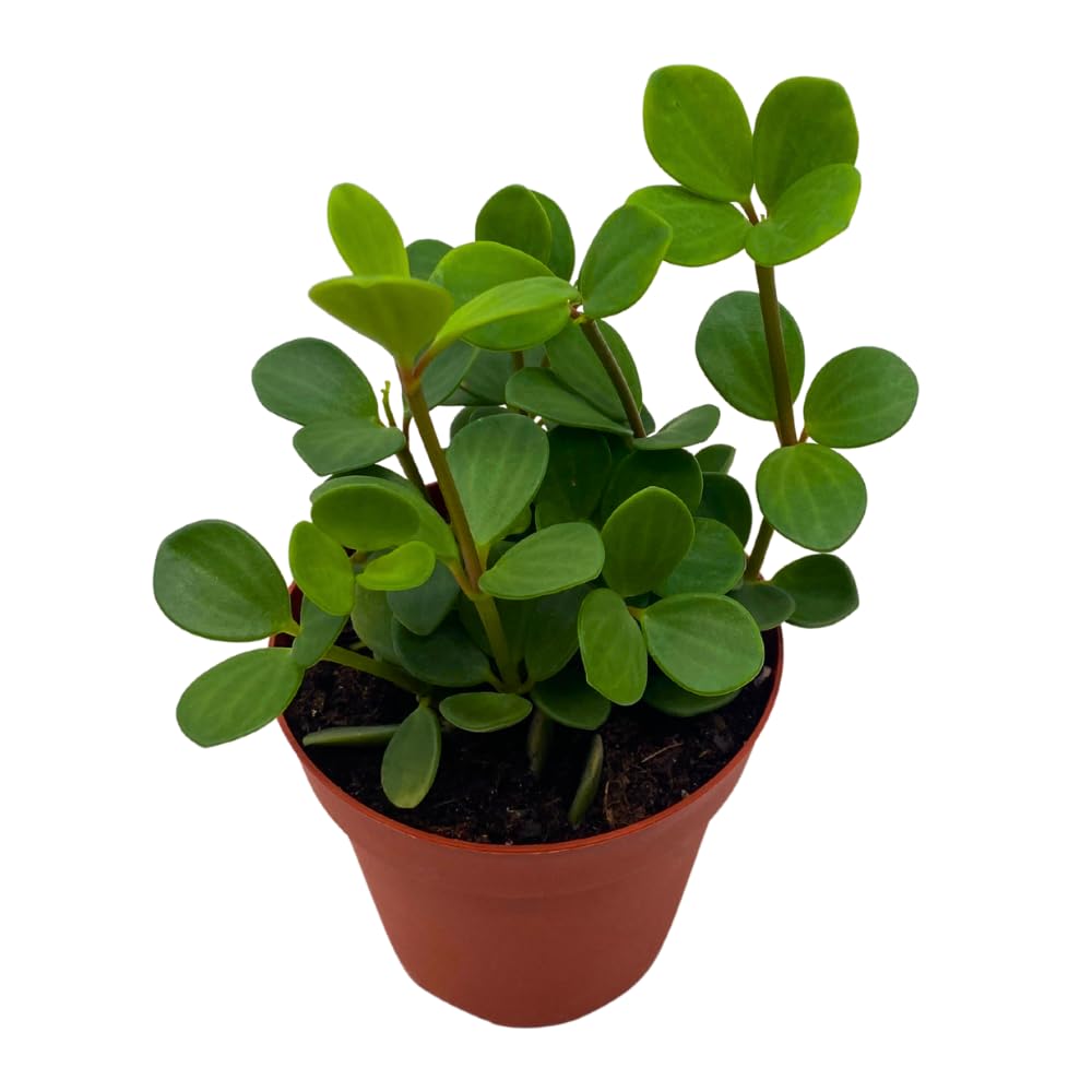 BubbleBlooms Peperomia Hope
