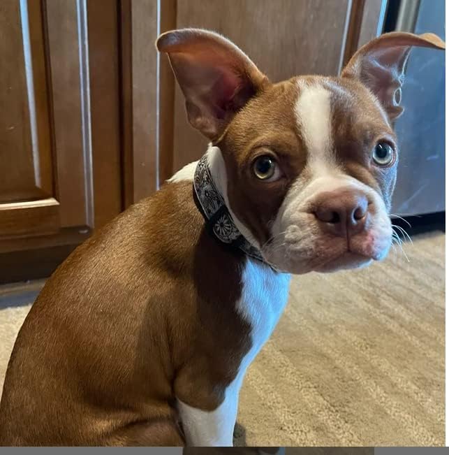 Miniatura 2 de Collares para perros pequeños, medianos y grandes - Patrones femeninos y masculinos en collares duraderos, ajustables, fuertes y duraderos, hebilla