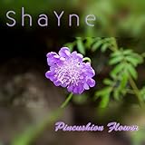  Pincushion Flower