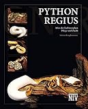 python regius piebald  Python regius: Atlas der Farbmorphen