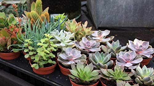 Succulent Plant Soil, Natural All-Purpose Cactus, Aloe Vera, And Succulent Potting Soil, 1 Quart Sized Bag, Premium Fast Draining Mix #TOP2