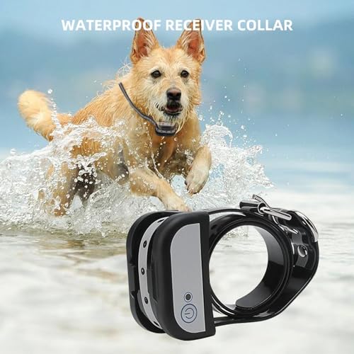 Dog wearing BNDHDEH Training Collar