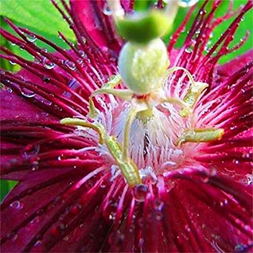 Zcbang Passion Flower Seeds Mixed Color 30+ Passion Fruit Seeds - Vine Perennial Flower Seeds #TOP1