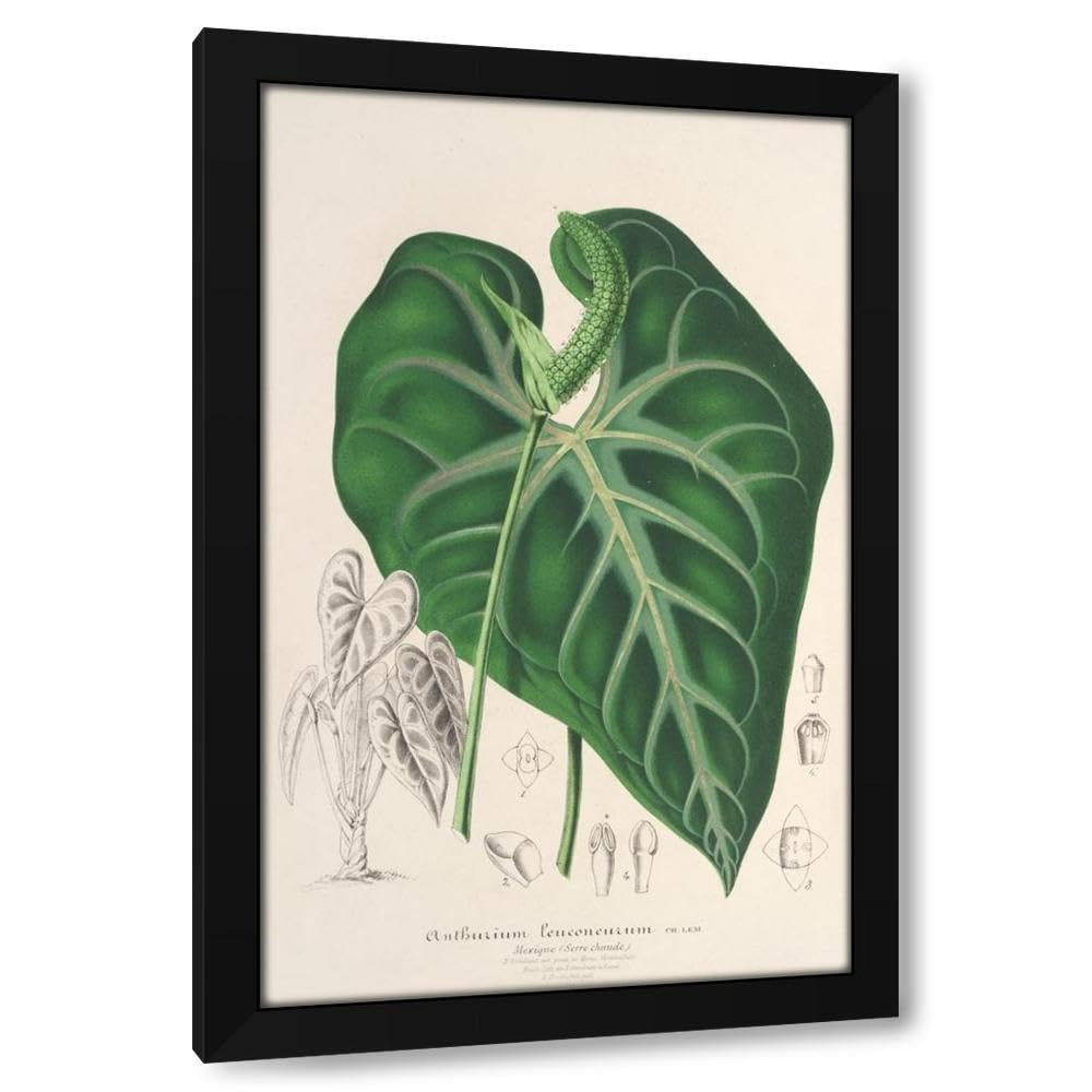 Amazon.com: Charles Antoine Lemaire 17x24 Black Modern Framed Art Print  Titled: Anthurium Leuconeurum (1854-1896): Posters & Prints