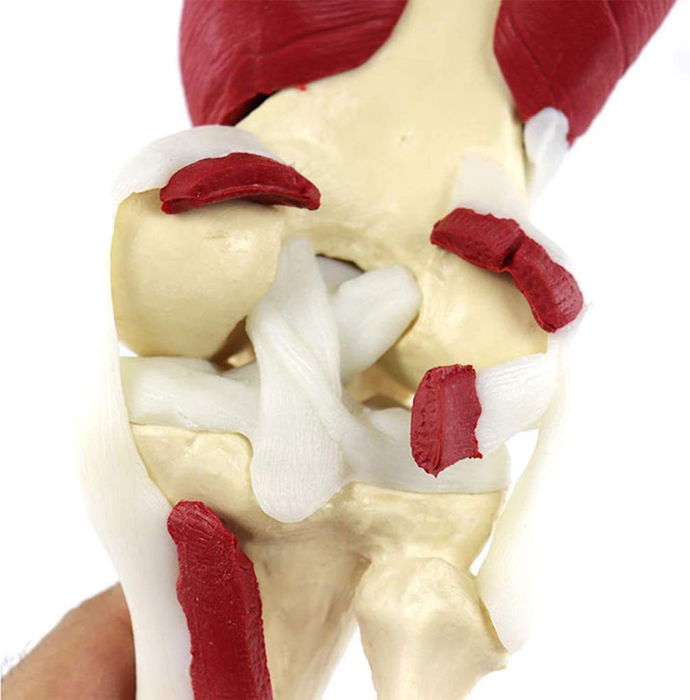Genou Musculaire Modèle Anatomique Anatomie Humaine Fournitures médicale matériel pédagogique os Subventions