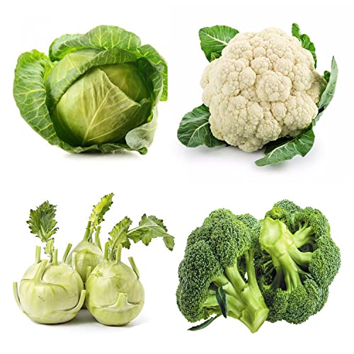 Combo Pack of Organic Seeds of 4 Vegetables Cabbage (patta gobhi), Cauliflower (Phool Gobhi), Lump cabbage (Ganth Gobhi) & Broccoli, 25 Seeds of Each