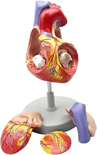 Anatomy Models Anatomical Heart Model 20 * 14 * 17cm Teaching Aids of Heart from Atrium 4 pcs of 59 Digital Logo 1:1 Heart Model Anatomical Model Medical Gift