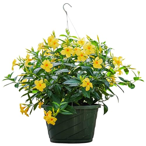 Tropical Plants of Florida Yellow Dipladenia Hanging Basket 12 Inch Live Flowering Plant, 14 Inch...
