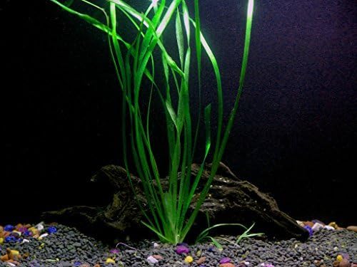 amazon aquarium plants