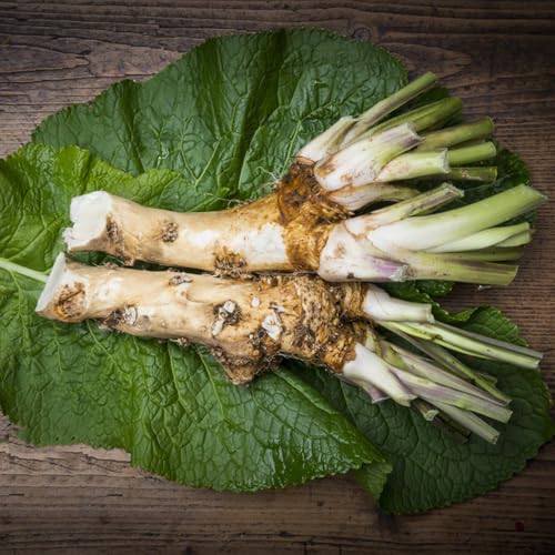 semi di rafano, armoracia rusticana, aiuole rialzate, balcone per orto di balcone serra, medicinali, 400pcs