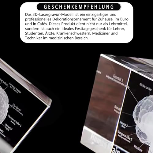 Anatomisches Kristallmodell-Set – Präzisionsgeätzte 3D-Darstellung von Gehirn für Medizin & Design