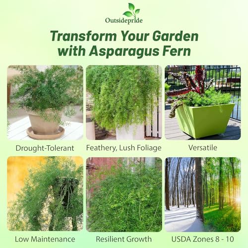 Outsidepride Asparagus Fern Seeds - 100 Pcs Perennial Sprengeri, Evergreen Foliage, Drought-Tolerant Seeds for Containers, Pots & Window Boxes, Easy to Grow Asparagus Fern & Low Maintenance Outsidepride Asparagus Fern Seeds - 100 Pcs Perennial Sprengeri, Evergreen Foliage, Drought-Tolerant Seeds for Containers, Pots & Window Boxes, Easy to Grow Asparagus Fern & Low Maintenance