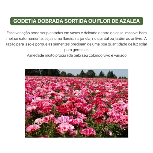 Kit 4 Sementes de Flores (Godetia, Phlox Sortido, Onze Horas, Vinca Rosea)