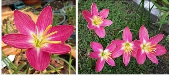 Rain Lily FireFly Imported