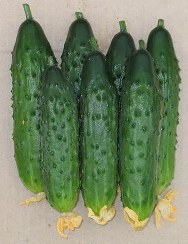 Raise Me Up: Seeds Self-Pollinated Cucumber Firm Secret F1 For Pickling Non Gmo #TOP6