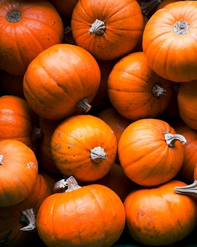 Pumpkin Squash Butternut Ribbed Wrinkle Variety Imported Vegetable Seeds