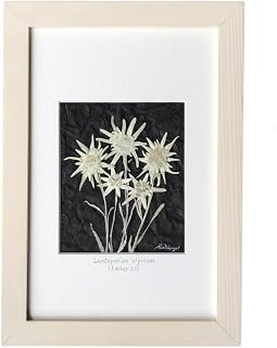 Real Pressed White Edelweiss Flower Framed Picture, White Stain Frame