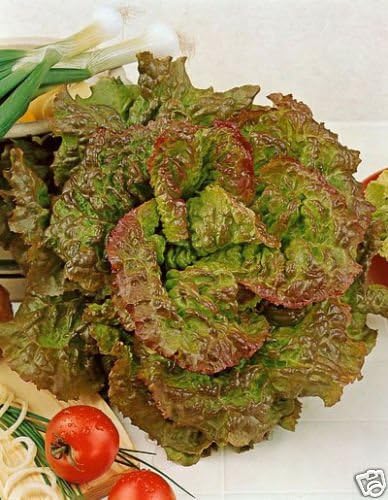 Lettuce Prizehead Great Heirloom Vegetable by Seeds Kingdom (1 Lb Seeds)