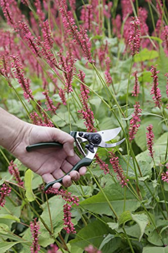 Spear & Jackson 6459KEW Kew Gardens Collection Linkshandige rondleiding snoeischaar - Afbeelding 3