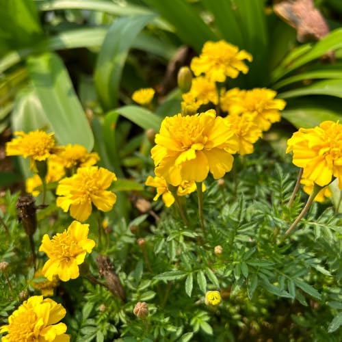 semi di calendula rare, decorazione del soggiorno calendula selvatici da balcone resistenti recisi 400pcs