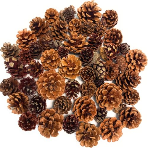 Cinnamon Scented Pinecones Variety 2 lb for Decorating - Over 80 Small Pinecones for Crafts and Vase Filler - Cinnamon Fragrance Pine Cones by Nautical Crush Trading - Used condition - Image 7