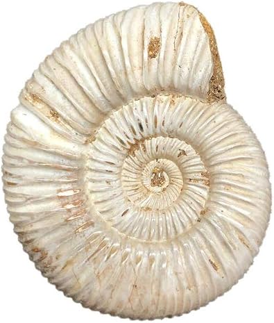 Natural Pavlovian Ammonites Fossil Raw Gemstone from Madagascar 100-200 Grams