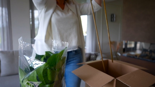 Plant in a Box - Zamioculcas Emerald - ZZ plant - Very Easy-Care