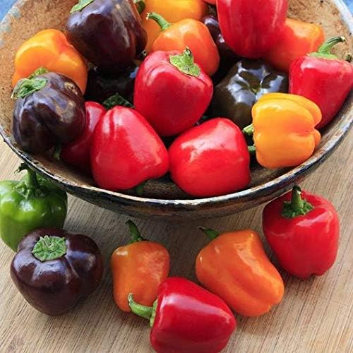 David's Garden Seeds Pepper Bell Mini Blend 4644 (Multi) 25 Non-GMO, Heirloom Seeds