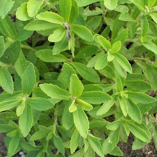 Akash Green Stevia Sugar-Free Grass 100% Organic Herb Seeds for Home Outdoor Gardening Seeds Pack. (50 Seeds In Each Pack) (B098QJQBFZ) Amazon Price History, Amazon Price Tracker
