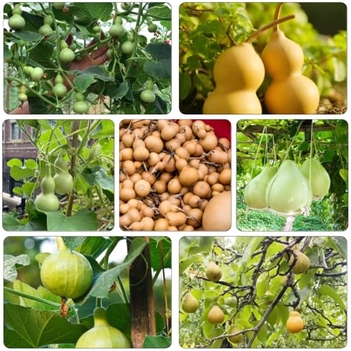 Calabaza de botella decorativas calabazas silvestres semillas de cama elevada jardín invierno perennes para reverdecer techos jardín bonsái 250pcs